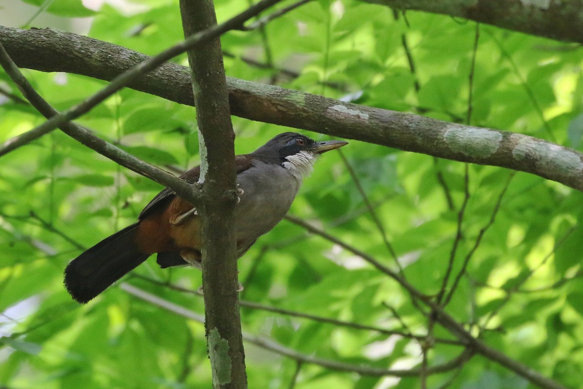 Wayanad Laughingthrush - ML616239931