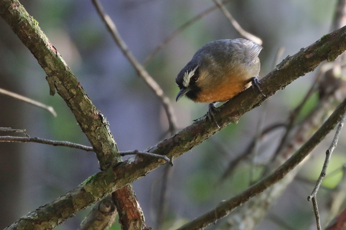 Nilgiri Laughingthrush - ML616239999