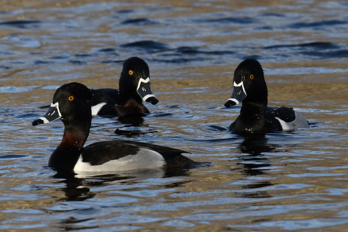 Ring-necked Duck - ML616240051