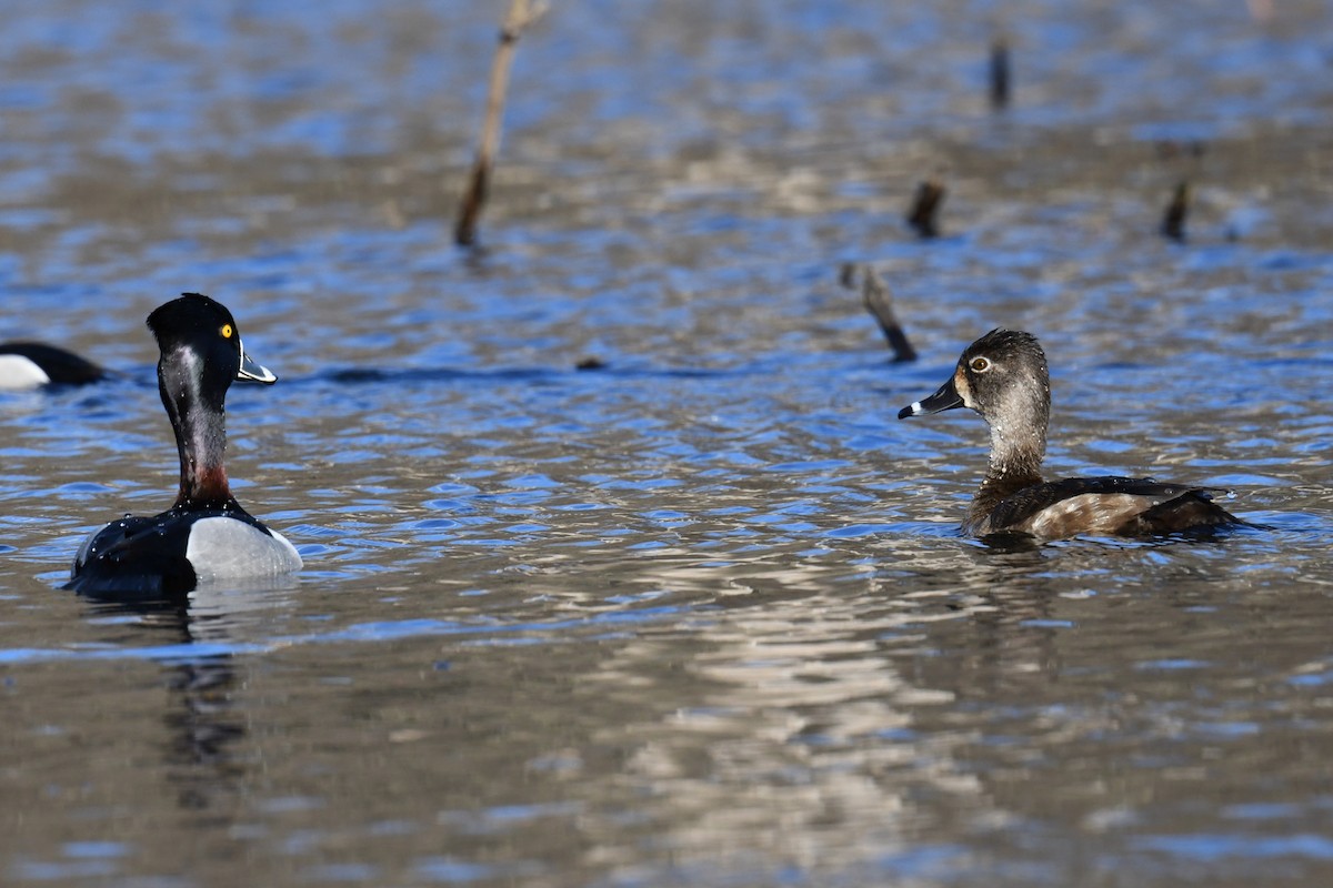 Ring-necked Duck - ML616240053