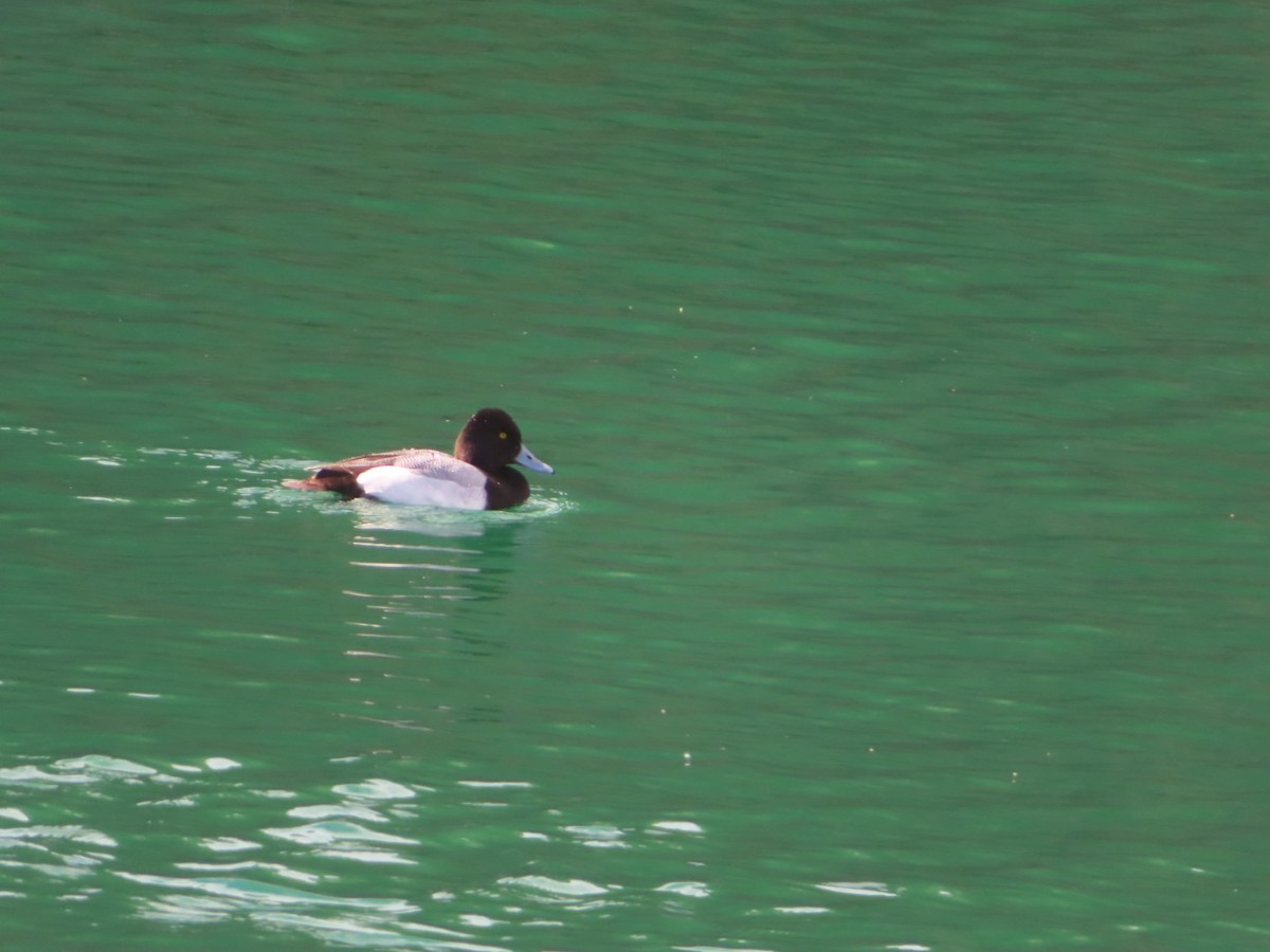 Greater Scaup - Bill  Feusahrens