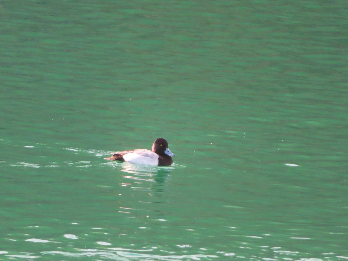 Greater Scaup - Bill  Feusahrens