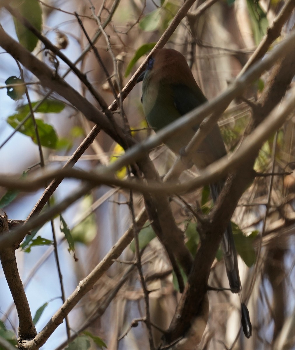 Russet-crowned Motmot - ML616240133