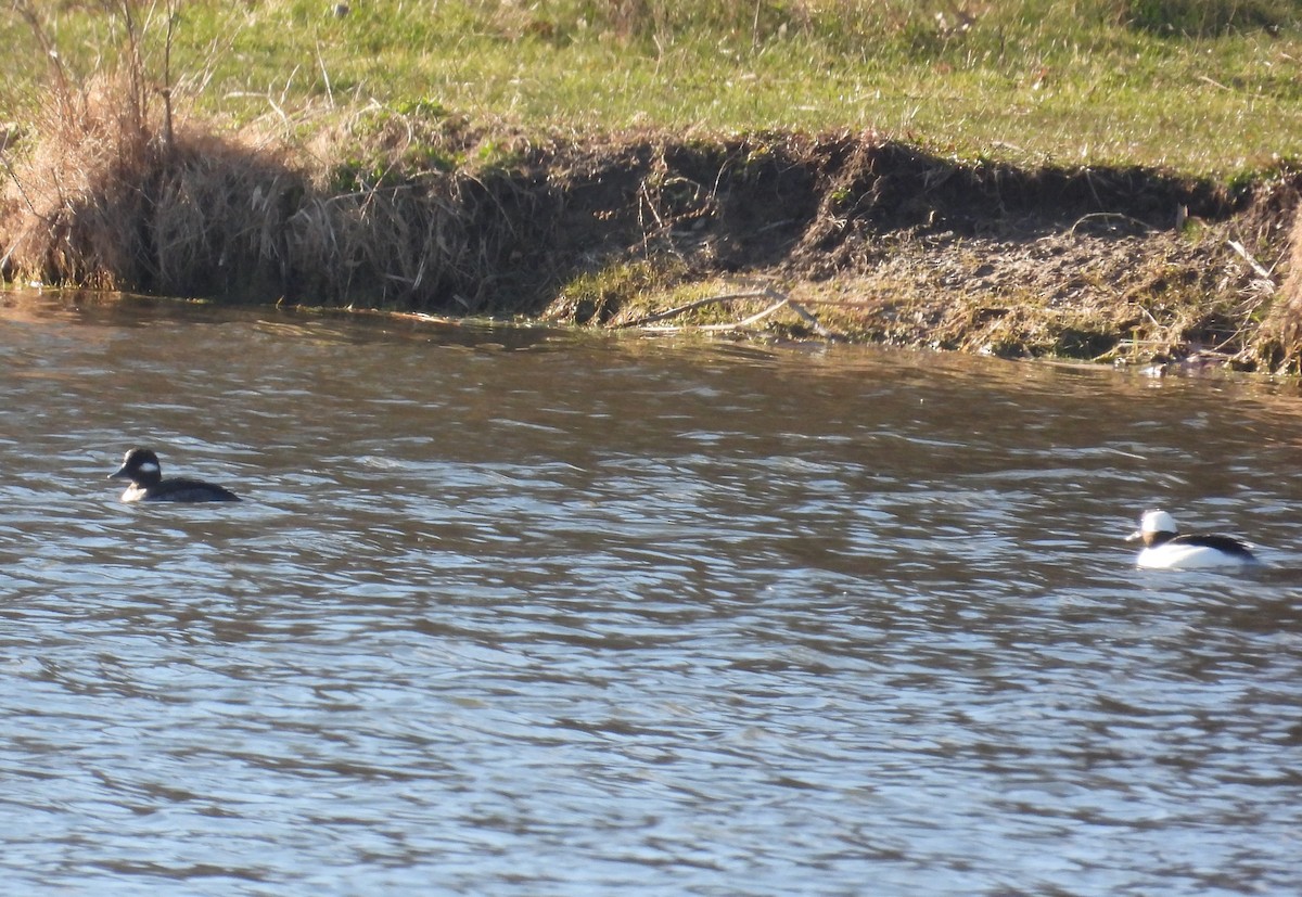 Bufflehead - ML616240163