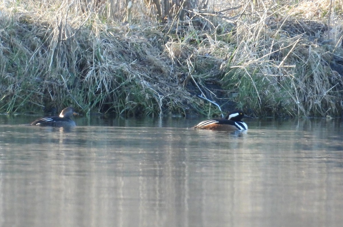 Hooded Merganser - ML616240165