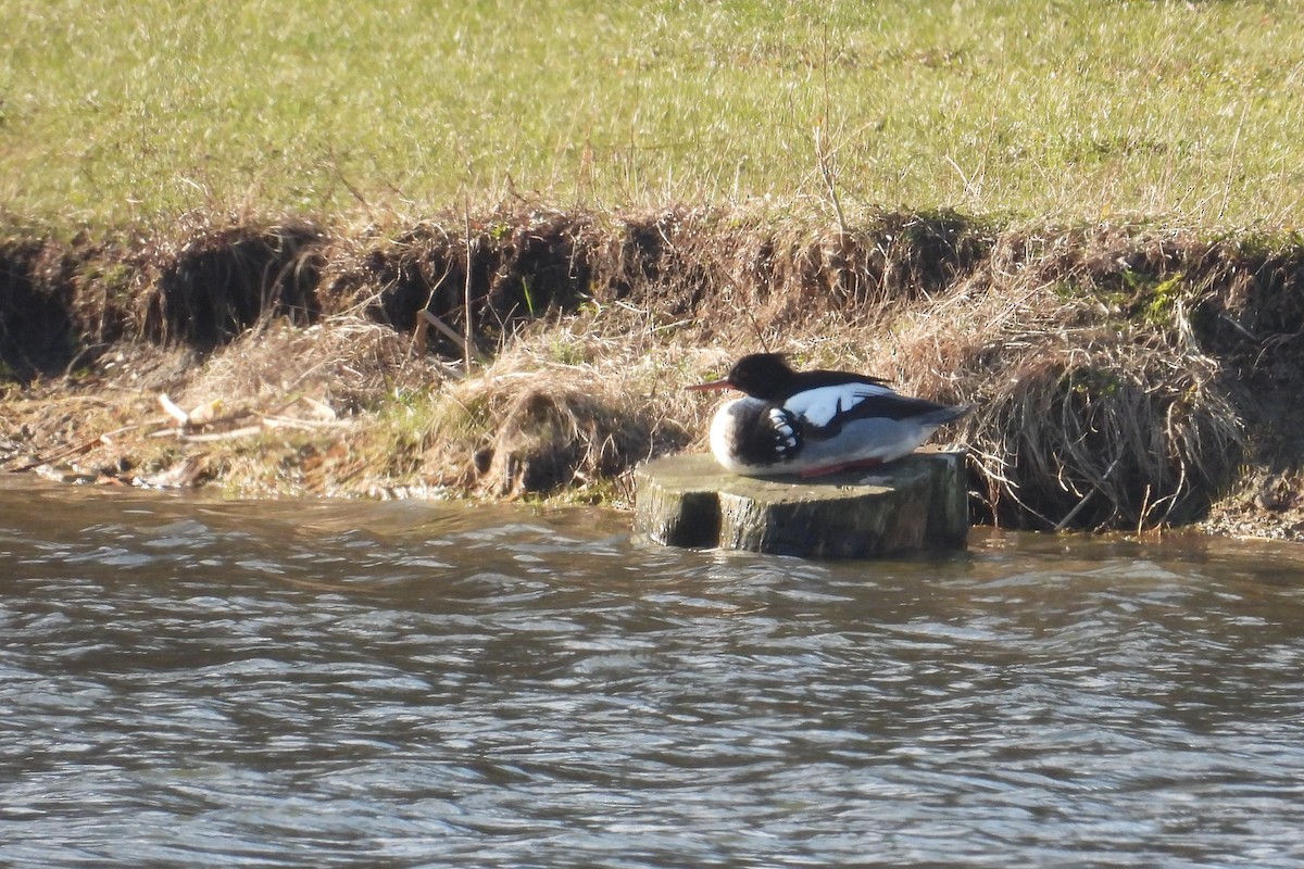 Red-breasted Merganser - ML616240167