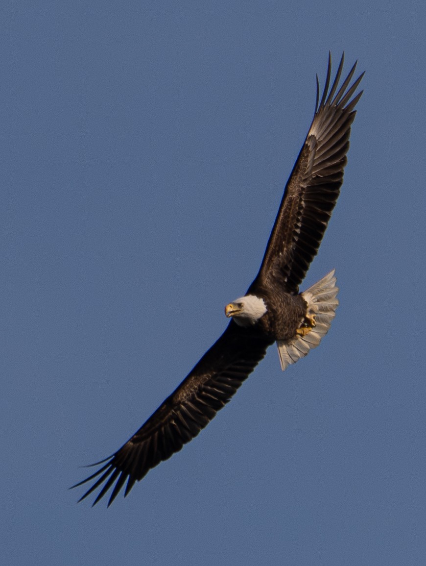 Bald Eagle - ML616240183