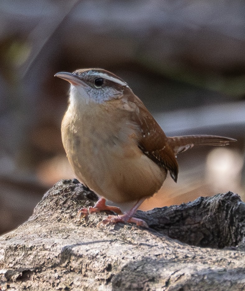 Carolina Wren - Elizabeth Crouthamel