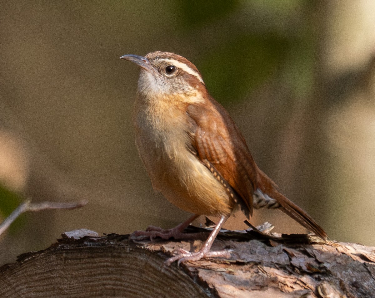 Carolina Wren - ML616240190