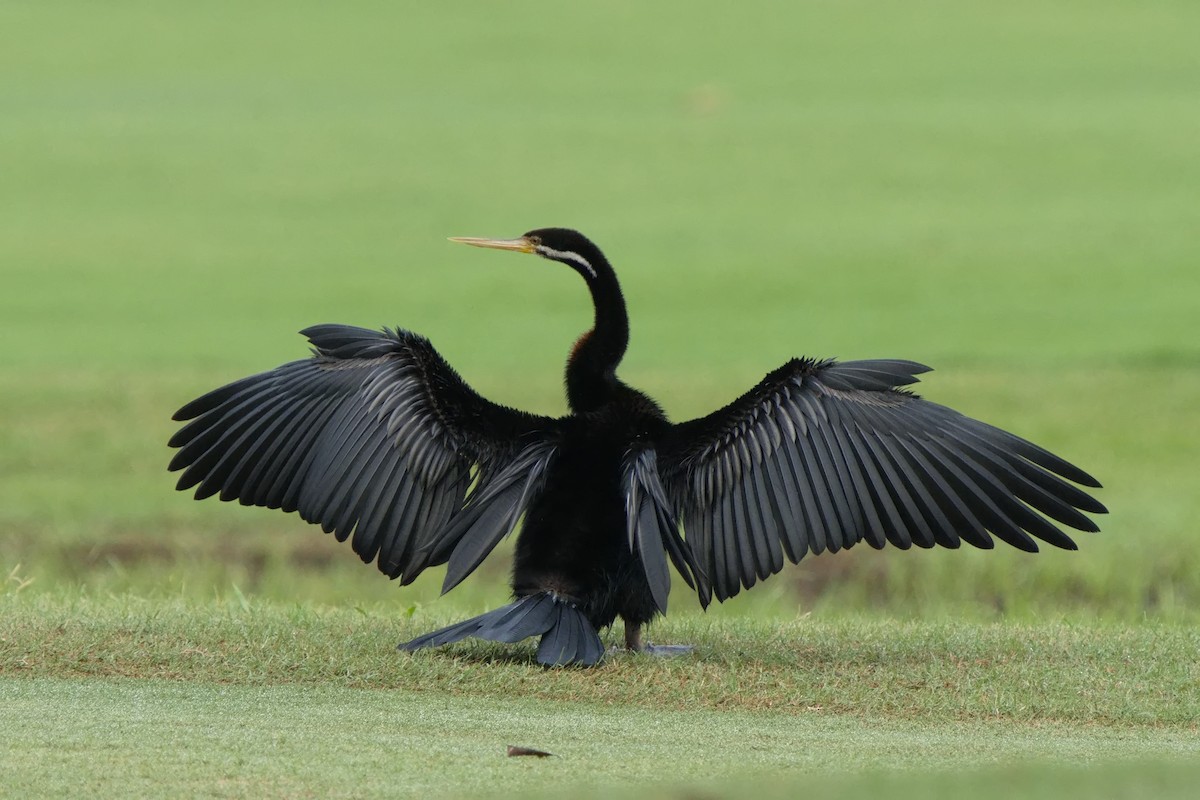 Anhinga d'Australie - ML616240201