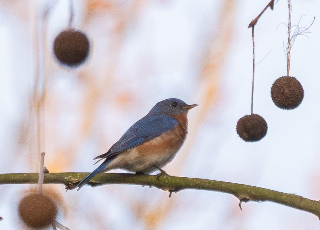 Eastern Bluebird - ML616240205