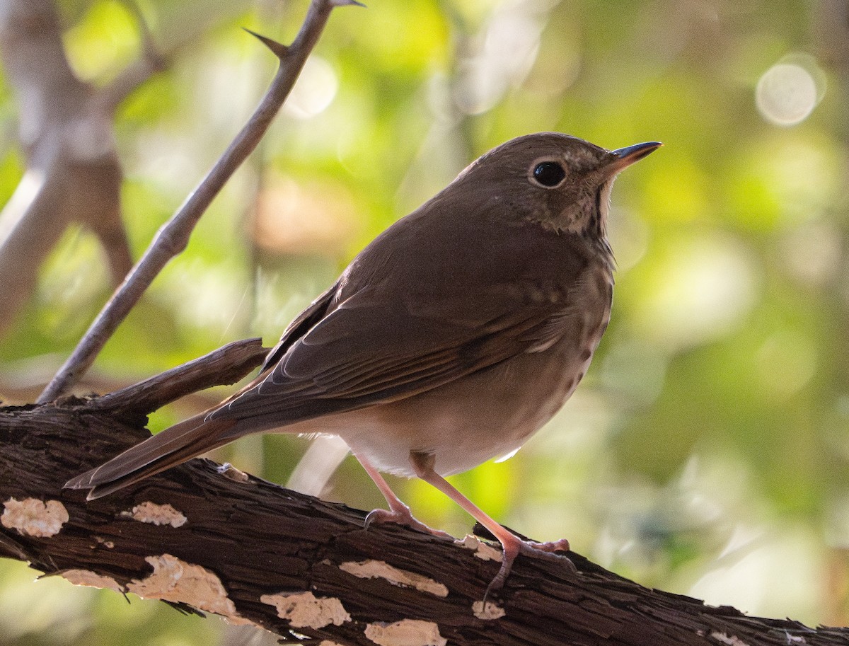 Hermit Thrush - ML616240213