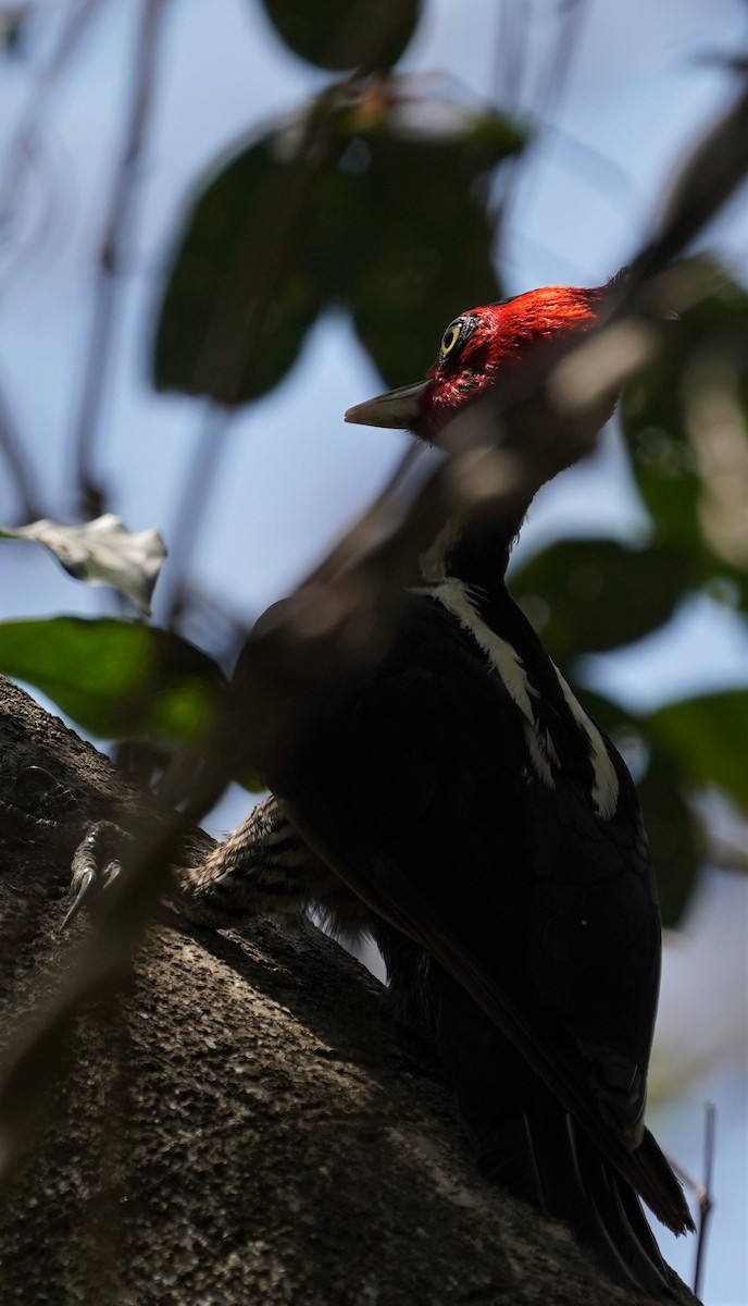 Pale-billed Woodpecker - ML616240262