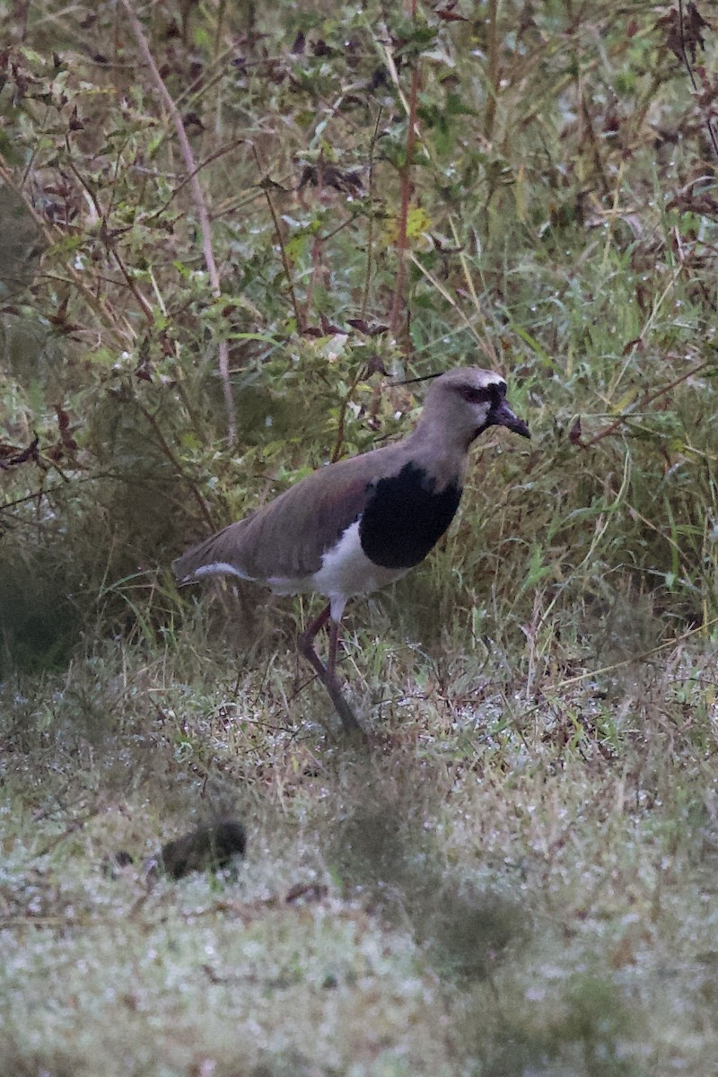 Southern Lapwing - ML616240275