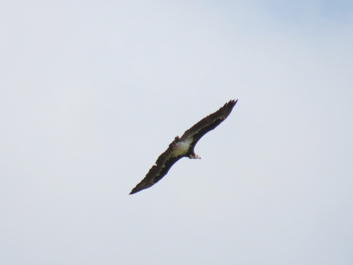 White-headed Vulture - ML616240276