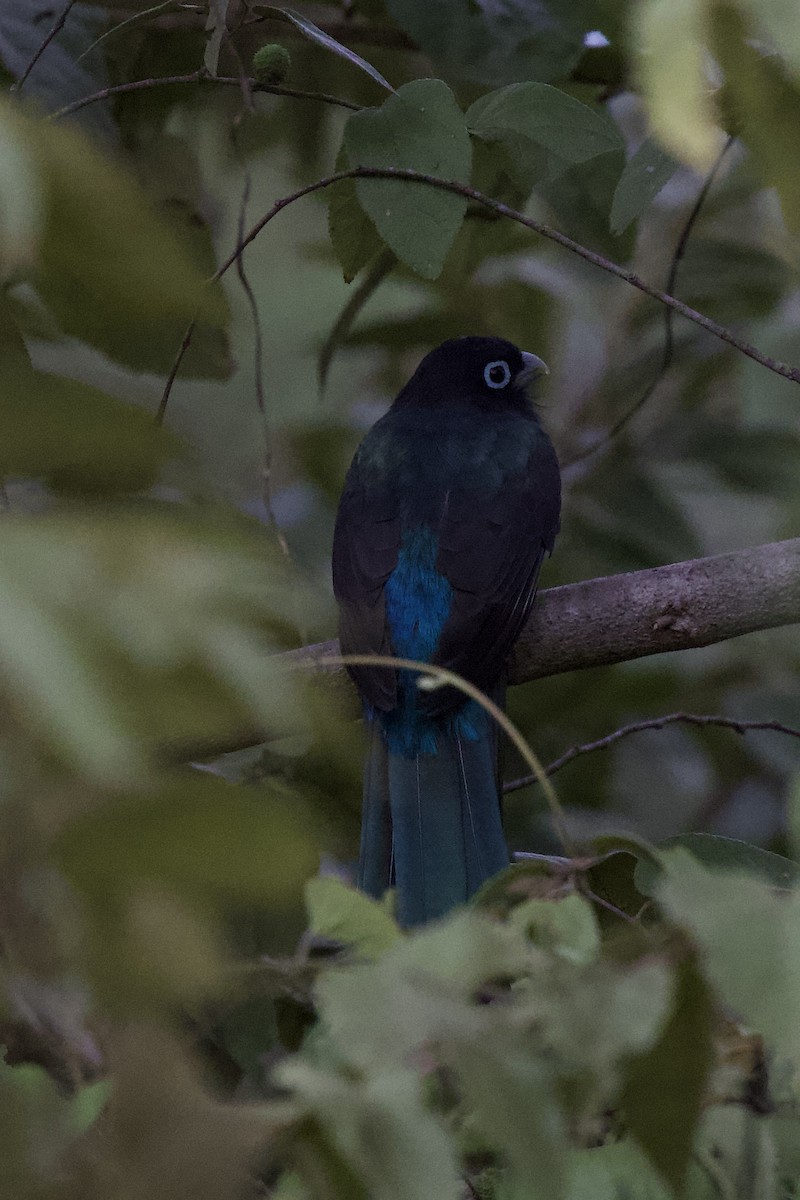 Trogon à tête noire - ML616240284