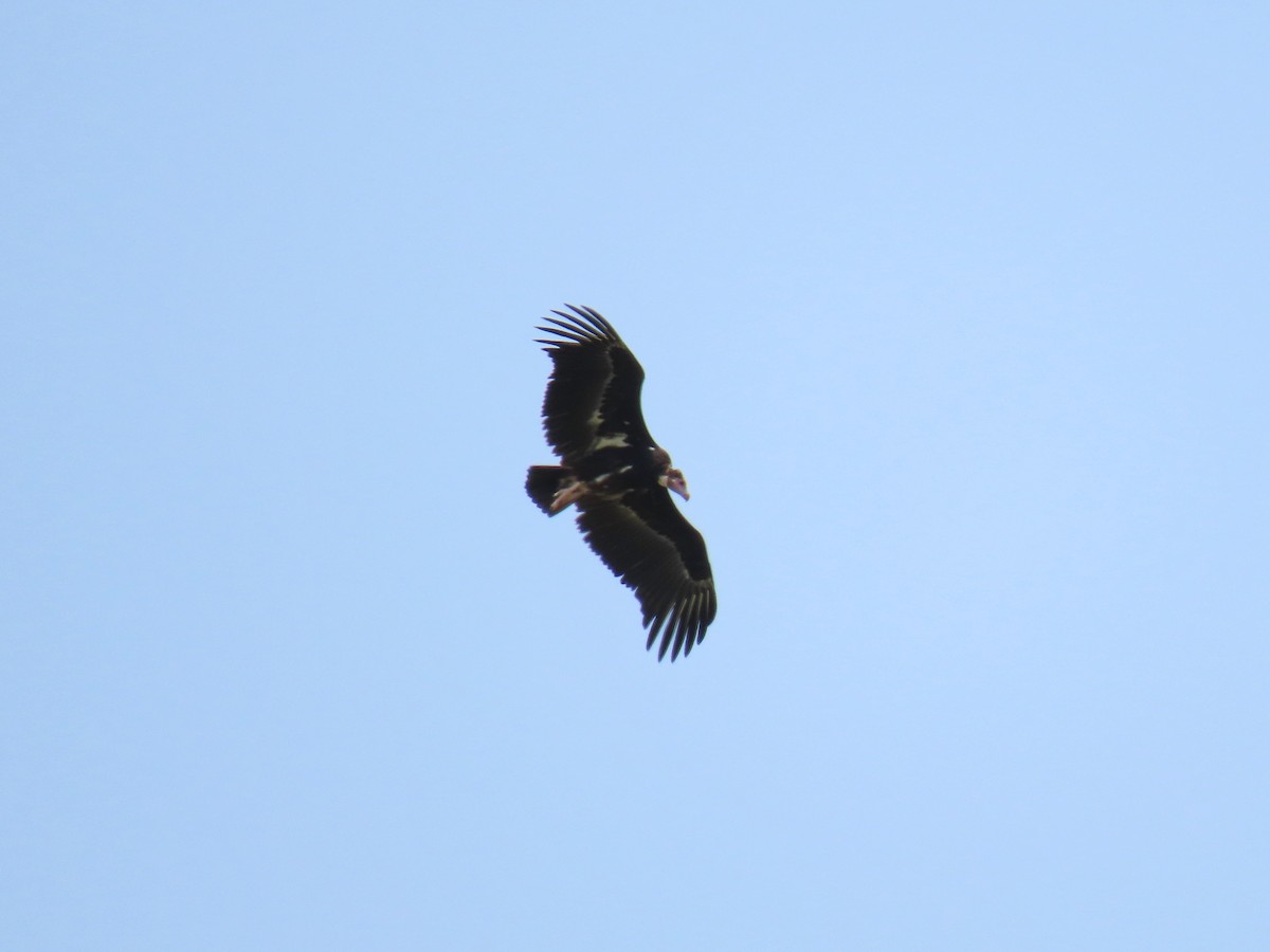 White-headed Vulture - ML616240316