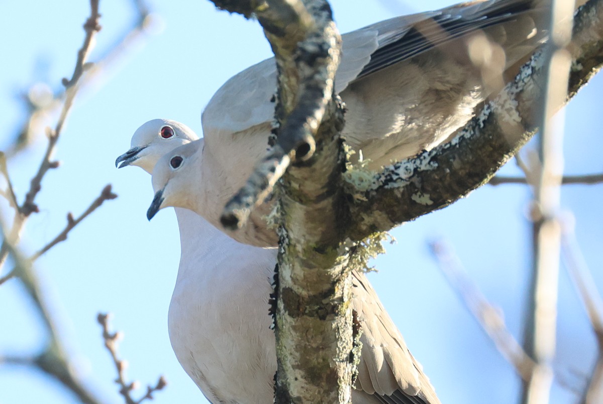 Eurasian Collared-Dove - ML616240326