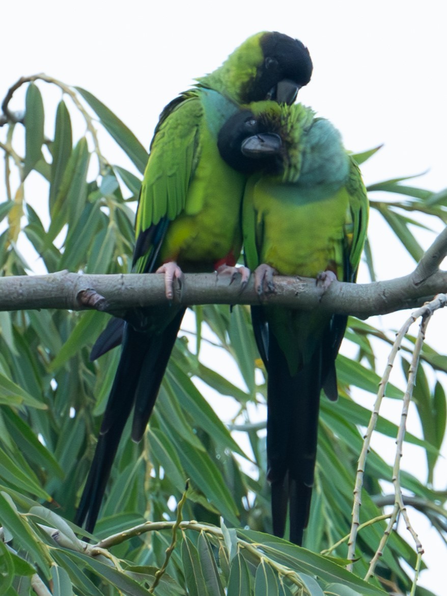 Conure nanday - ML616240330