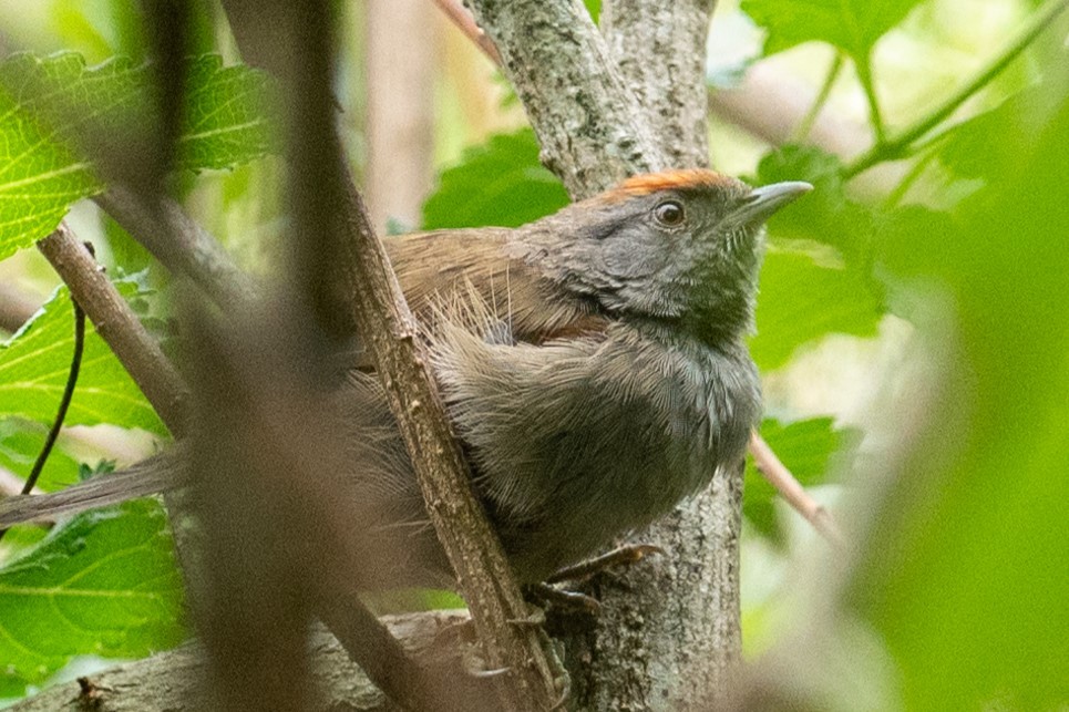 Spix's Spinetail - Damon Cole