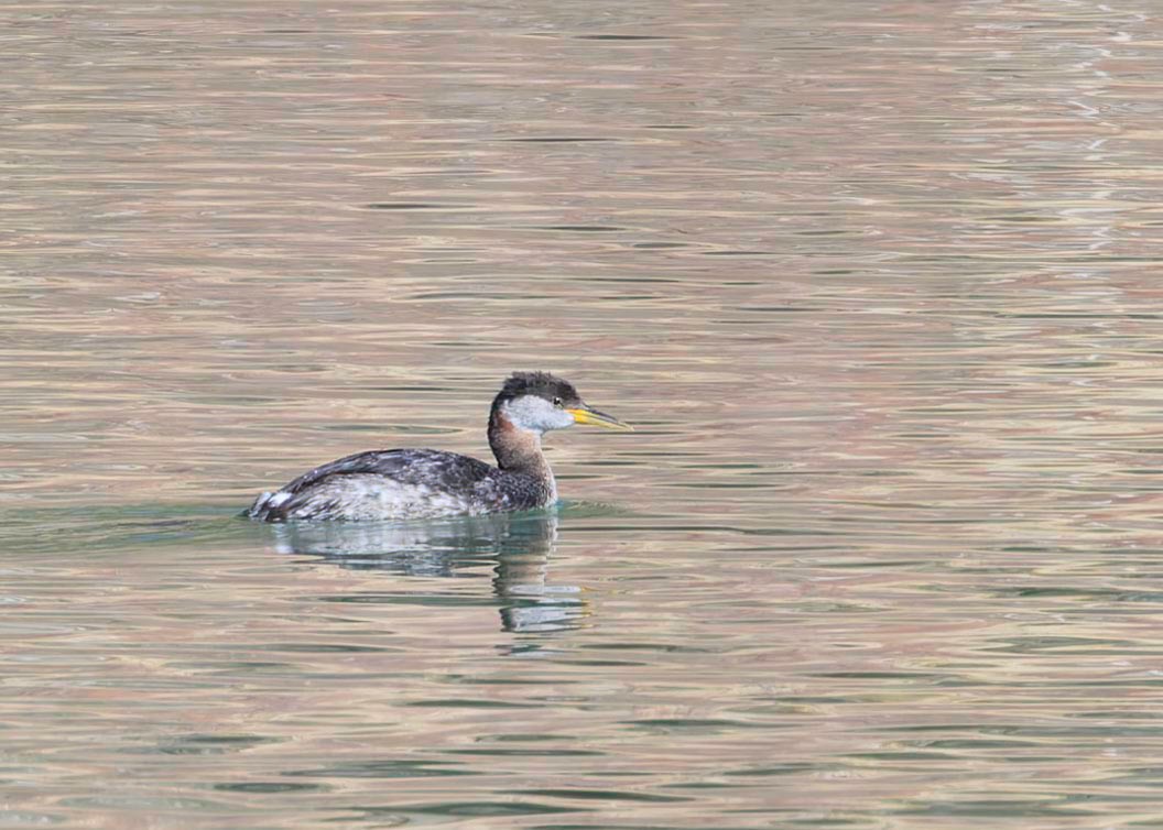 Red-necked Grebe - Verlee Sanburg