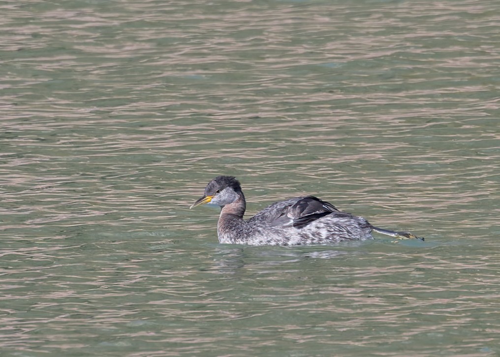Red-necked Grebe - ML616240347