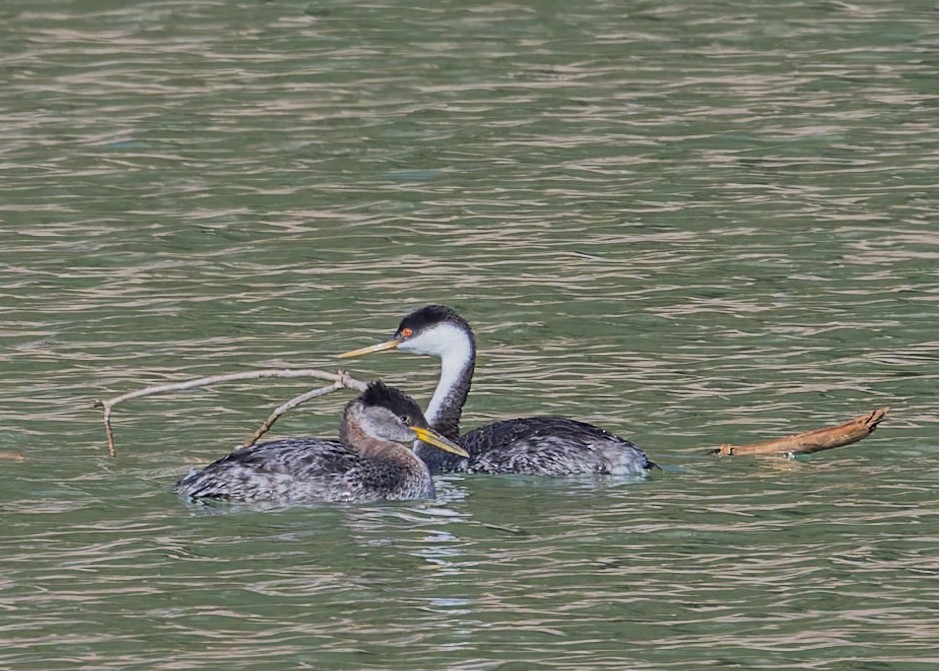 Red-necked Grebe - ML616240348