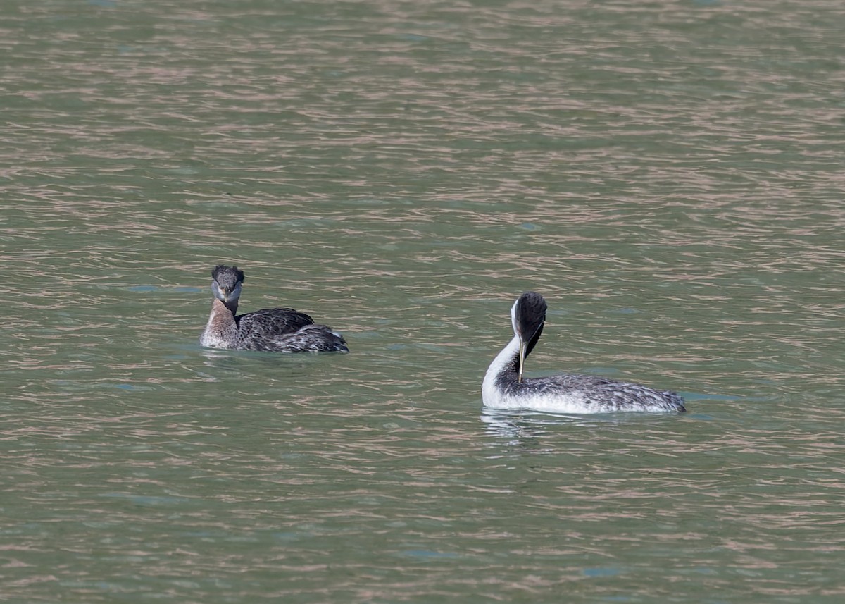 Red-necked Grebe - ML616240349