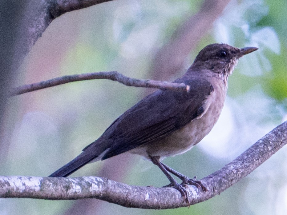 Creamy-bellied Thrush - Damon Cole