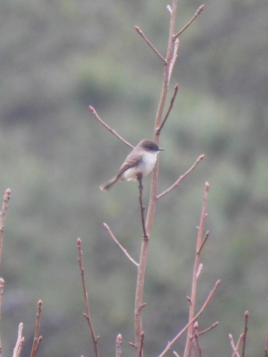 Eastern Phoebe - Tracee Fugate