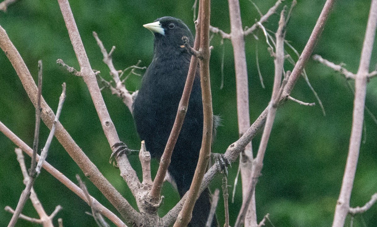 Solitary Black Cacique - Damon Cole