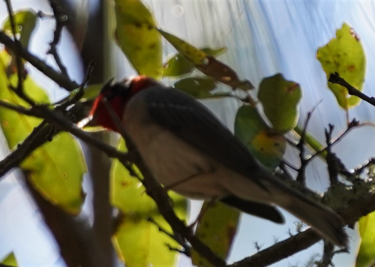 Red-faced Warbler - ML616240400