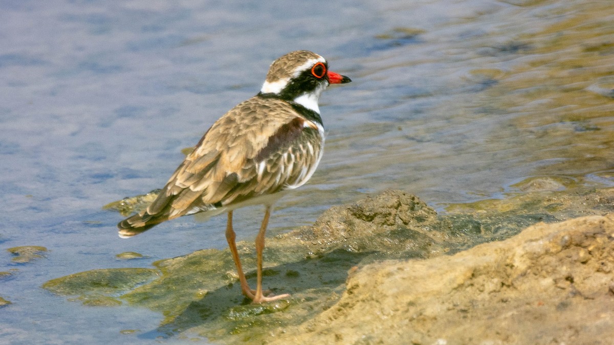 Black-fronted Dotterel - Alan Melville