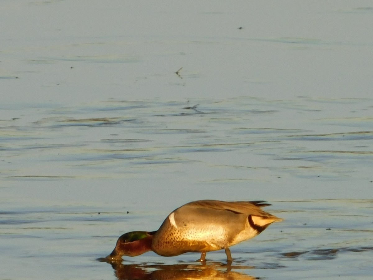Green-winged Teal - ML616240576