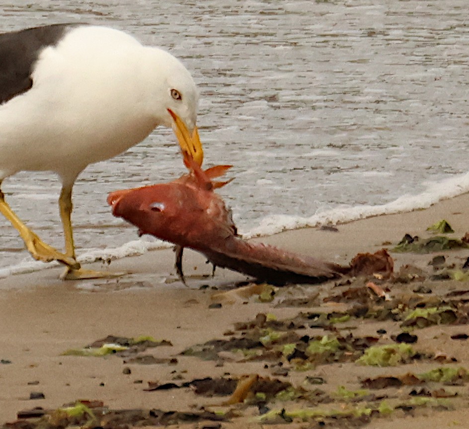 Kelp Gull (dominicanus) - ML616240594