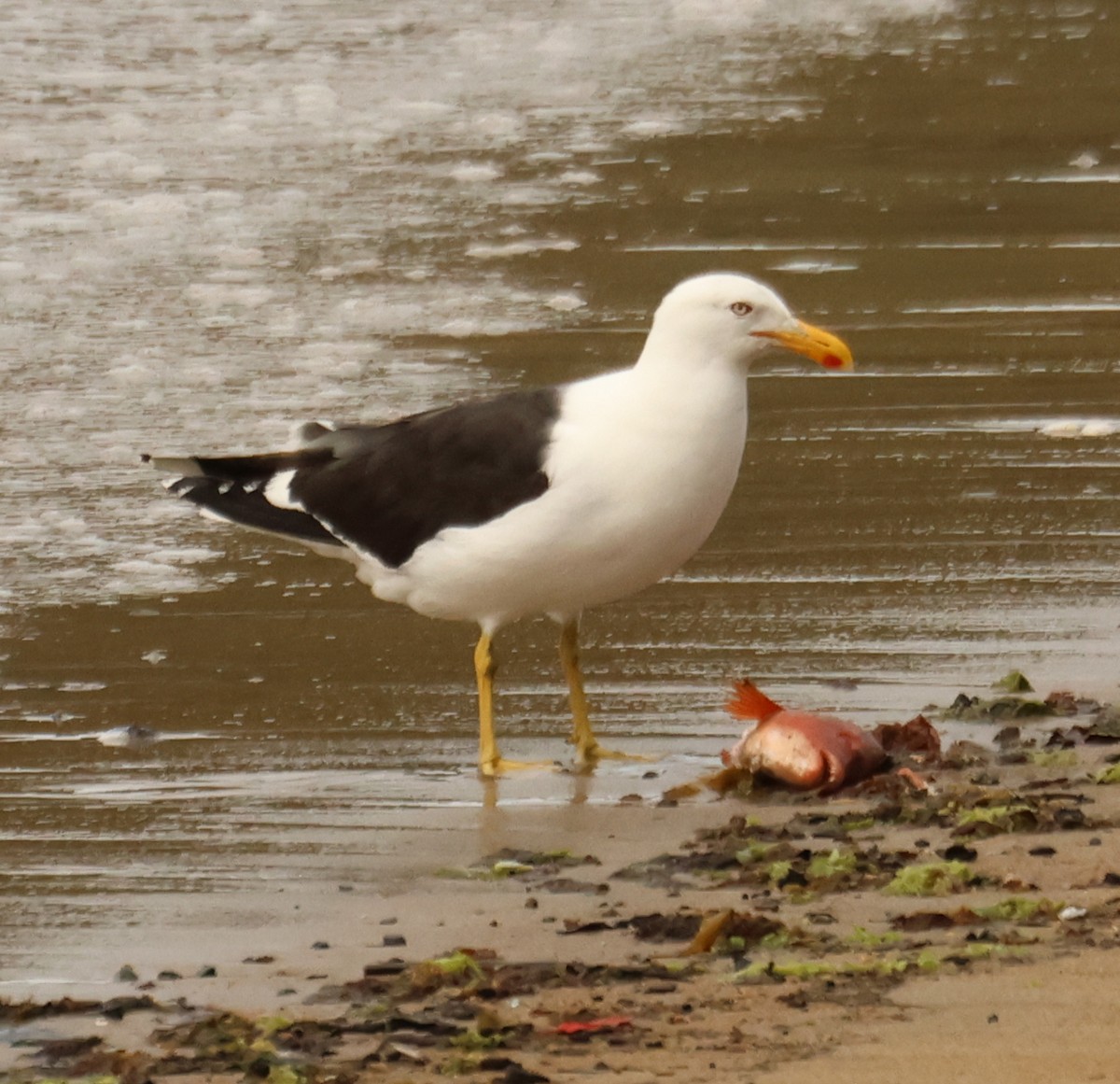 Kelp Gull (dominicanus) - ML616240595