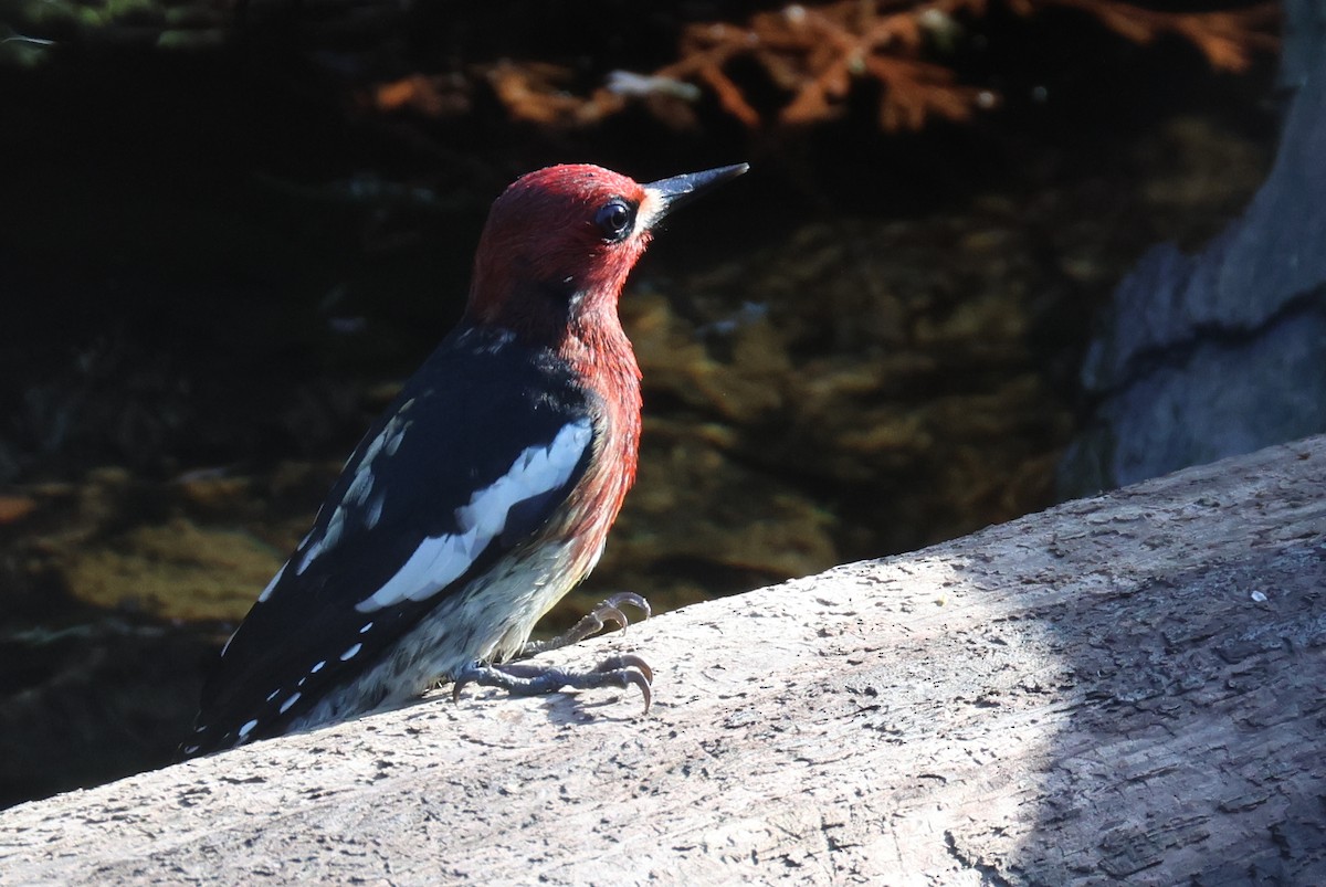 Red-breasted Sapsucker - ML616240704