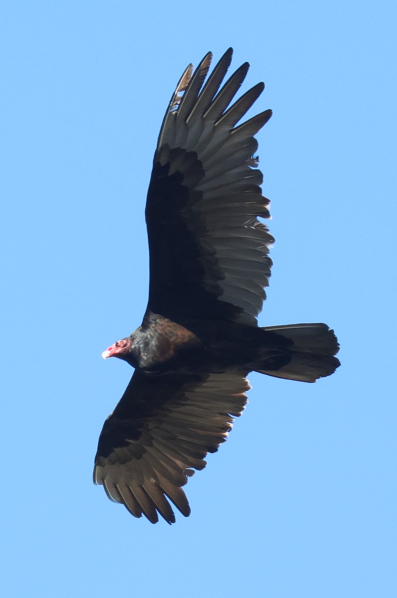Turkey Vulture - Warren Cronan