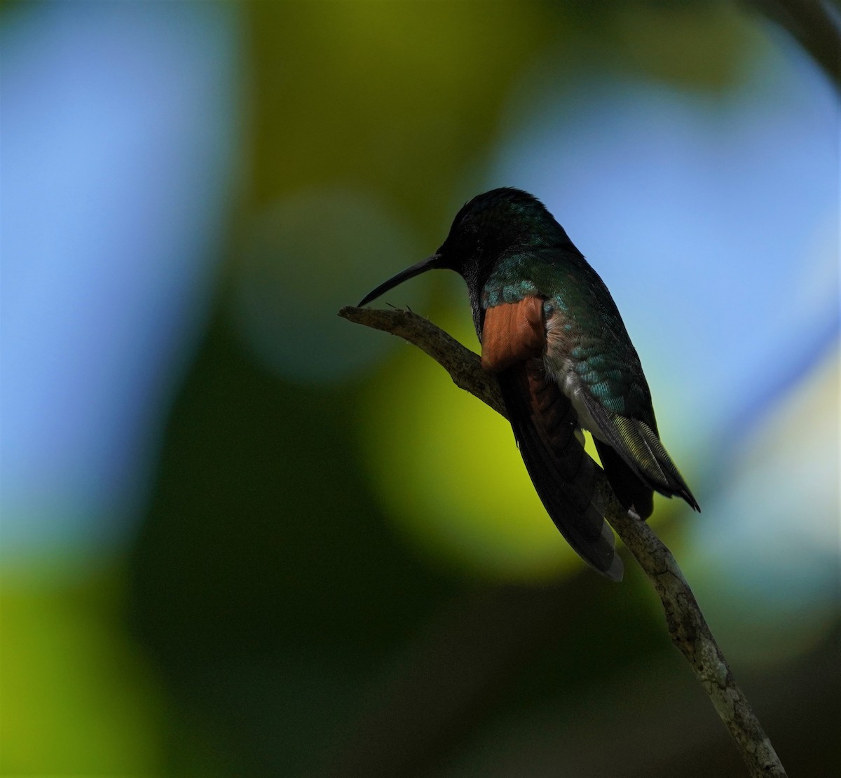 Blue-capped Hummingbird - Eva De La Torre