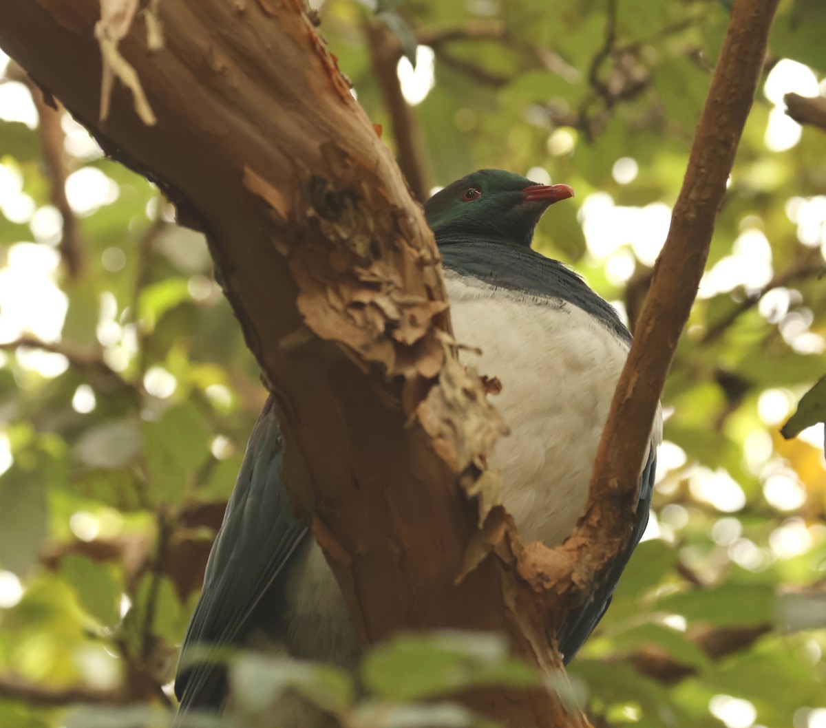 New Zealand Pigeon - ML616240792