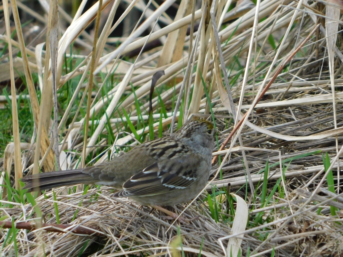 Golden-crowned Sparrow - ML616240807