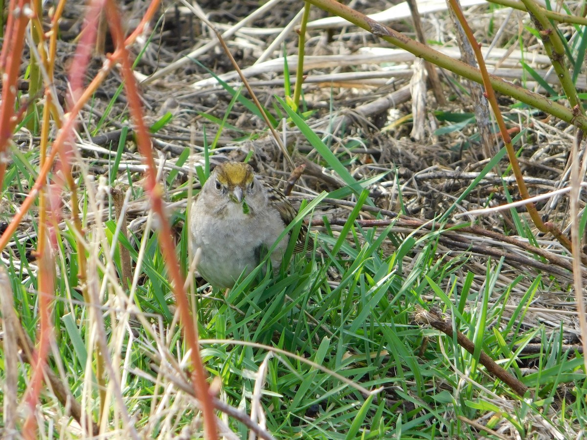 Golden-crowned Sparrow - ML616240808