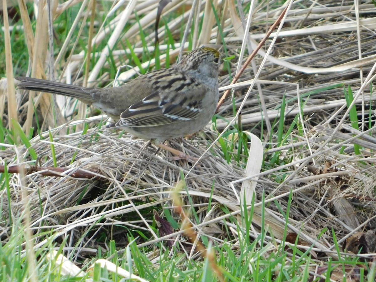 Golden-crowned Sparrow - Nathaniel Cooley