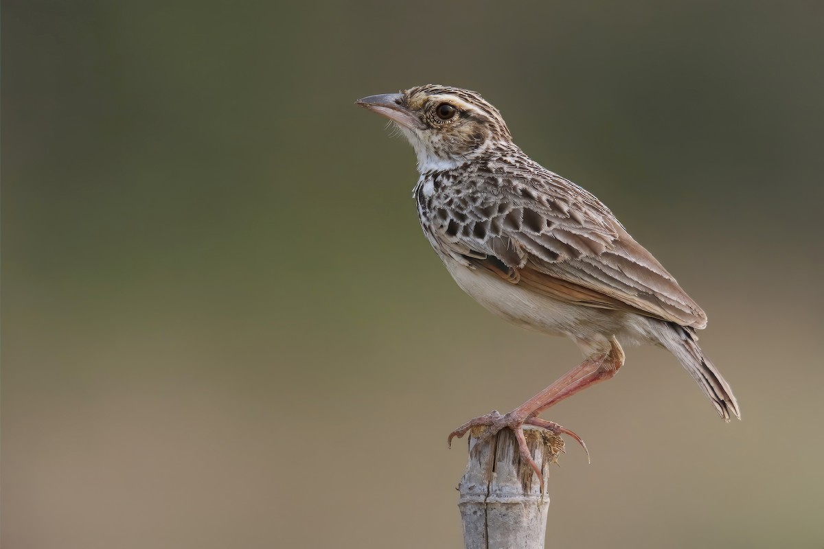 Indochinese Bushlark - ML616240822