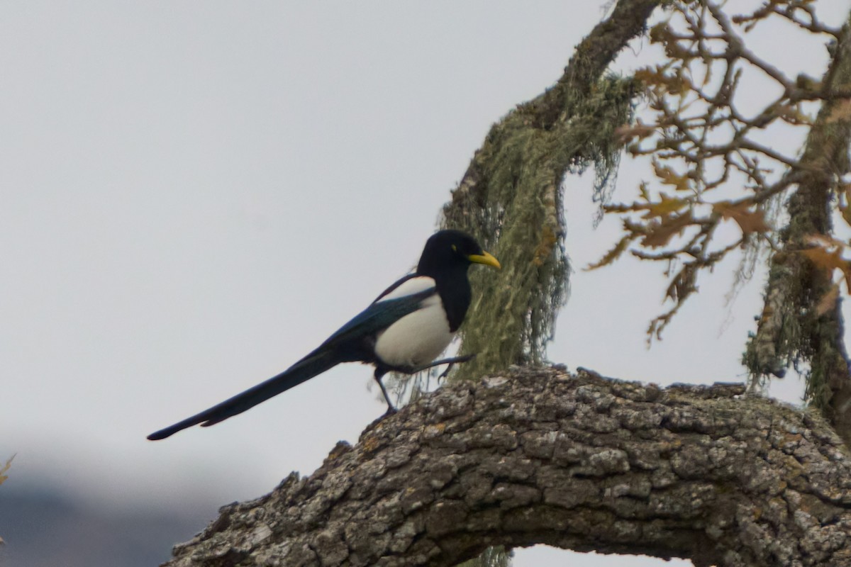 Yellow-billed Magpie - ML616240894