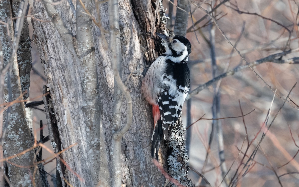 White-backed Woodpecker - ML616240934