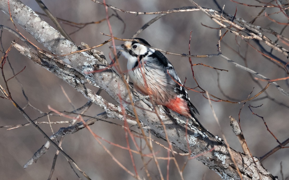 White-backed Woodpecker - ML616240938