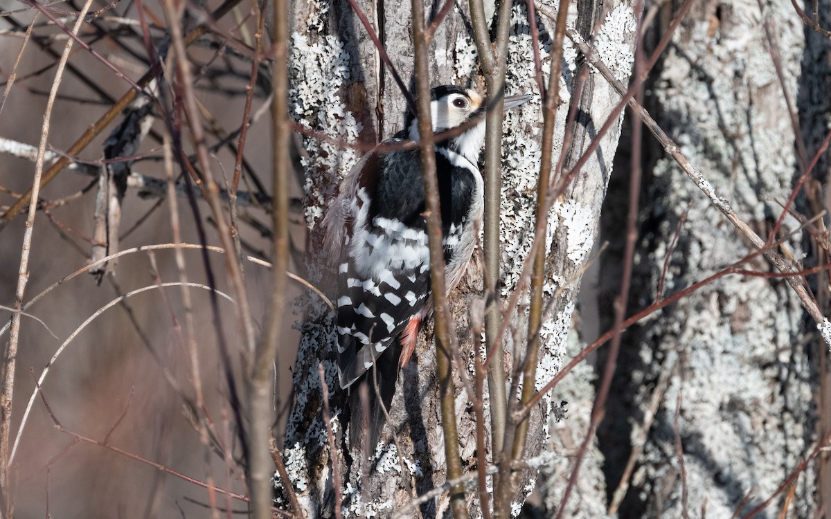 White-backed Woodpecker - ML616240942
