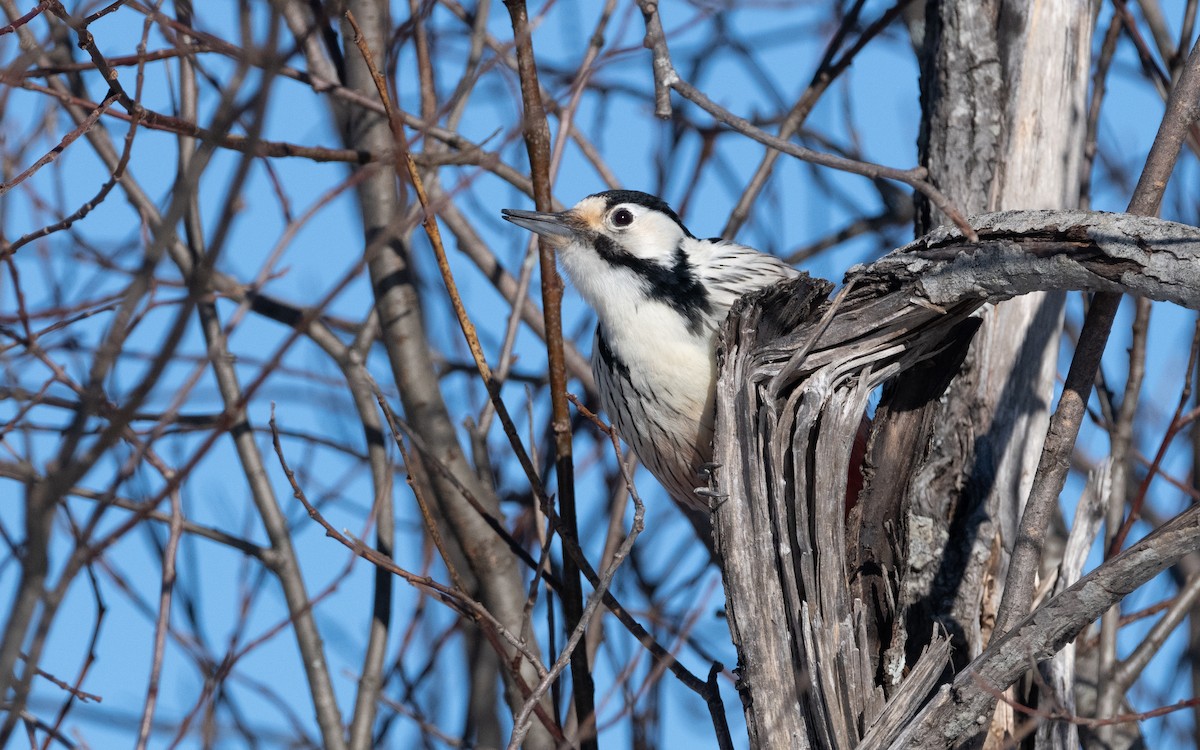 White-backed Woodpecker - ML616240949