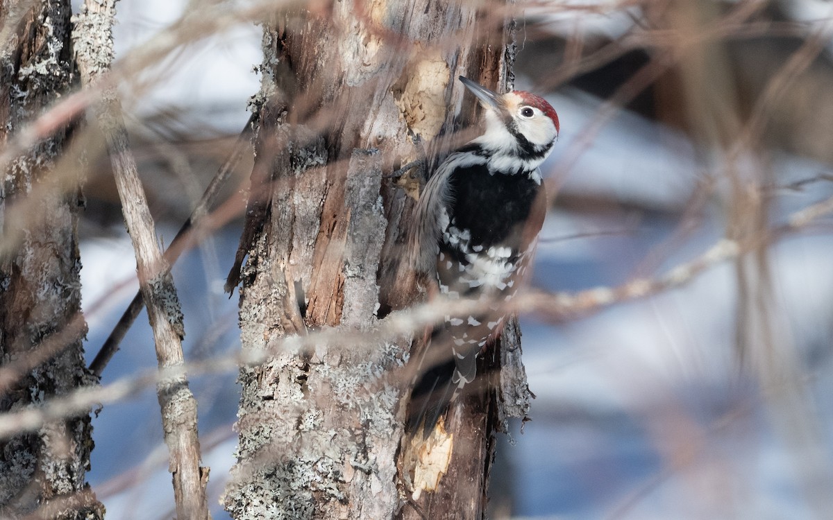 White-backed Woodpecker - ML616240960